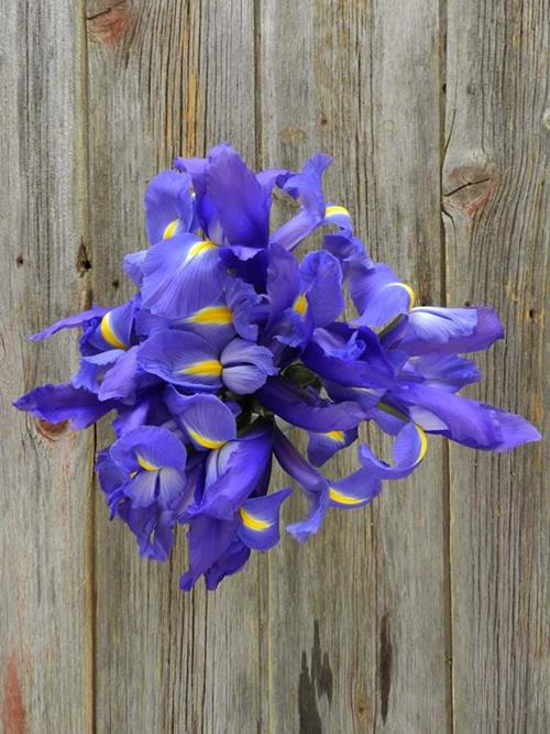 BLUE IRIS